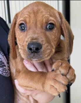 Baby Chunk -  Labrador Retriever and Hound Dog for Adoption in Washington, District Of Columbia - Baby Chunk | PetCurious