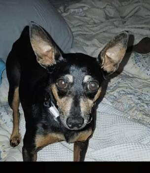 Herbie -  Miniature Pinscher Dog for Adoption in Pinellas Park, Florida - Herbie | PetCurious