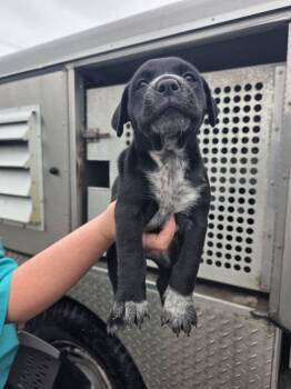 Mixed Breed Dogs Available for Adoption in Rockport, Texas - Buffalo | PetCurious