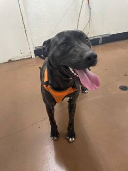 Pit Bull Terrier Dogs Available for Adoption in Chico, California - Declan | PetCurious