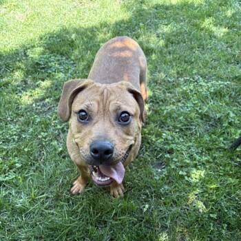 Black Mouth Cur Dogs Available for Adoption in Muncie, Indiana - Ainz | PetCurious