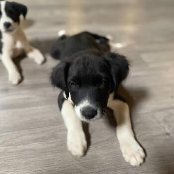 America -  Border Collie and Terrier Dog for Adoption in Escondido, California - America | PetCurious
