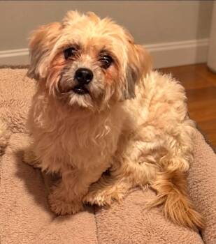 NANCI -  Maltese Dog for Adoption in Grand Prairie, Texas - NANCI | PetCurious