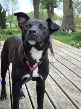 Spock -  Pit Bull Terrier and Australian Cattle Dog Blue Heeler Dog for Adoption in New London, Wisconsin - Spock | PetCurious