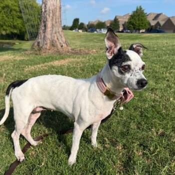 Remy -  Chihuahua Dog for Adoption in Justin, Texas - Remy | PetCurious