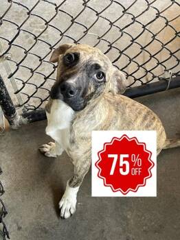Perez -  Labrador Retriever and Boxer Dog for Adoption in Bolivar, Missouri - Perez | PetCurious