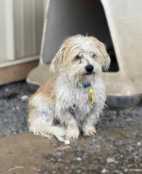 Rescue Mixed Breed Dogs for Adoption in Othello, Washington - Chuy | PetCurious