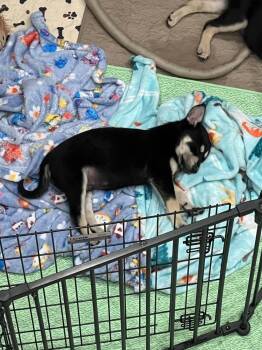 ECHO -  Husky and Shepherd Dog for Adoption in Broomfield, Colorado - ECHO | PetCurious