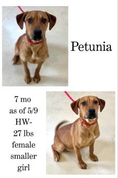Rescue Mixed Breed Dogs for Adoption in Albany, Georgia - Petunia | PetCurious