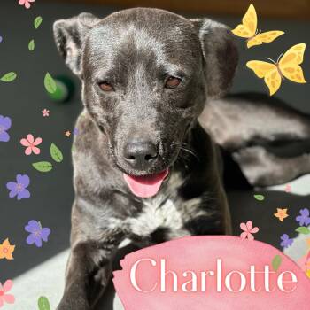 Charlotte -  Terrier and Mixed Breed Dog for Adoption in Lawrenceburg, Tennessee - Charlotte | PetCurious