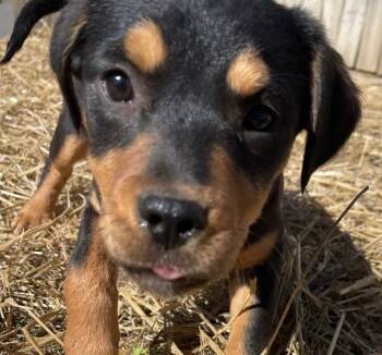 Mixed Breed Dogs Available for Adoption - Woody | PetCurious