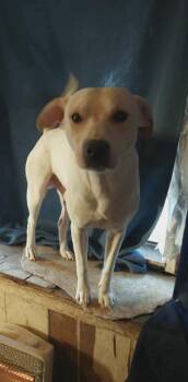 Delaware : Magnolia -  Jack Russell Terrier and Mixed Breed Dog for Adoption in Aurora, Indiana - Delaware : Magnolia | PetCurious