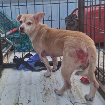 Ruth -  Terrier Dog for Adoption in Madill, Oklahoma - Ruth | PetCurious