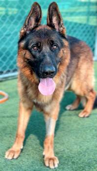 Shaw -  German Shepherd Dog Dog for Adoption in Brookfield, Connecticut - Shaw | PetCurious