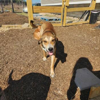 Labrador Retriever Dogs Available for Adoption - Smokey | PetCurious