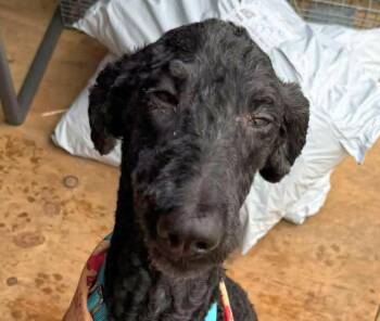 Shadow -  Poodle Dog for Adoption in Euclid, Ohio - Shadow | PetCurious