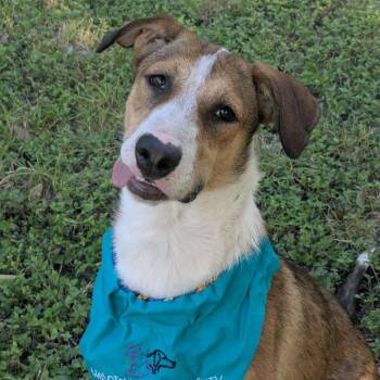Rescue Shepherd and Mixed Breed Dogs for Adoption in San Antonio, Texas - Penne | PetCurious