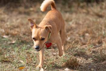 Rescue Chihuahua Dogs for Adoption in Richmond, Texas - Tadpole | PetCurious