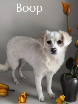 Boop -  Spaniel Dog for Adoption in Phelan, California - Boop | PetCurious