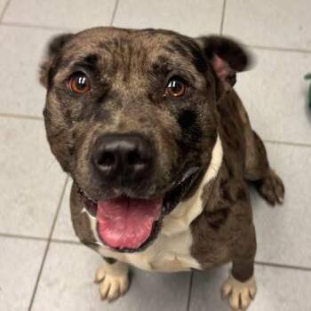 Rescue Mixed Breed Dogs for Adoption in Highland-on-the-lake, New York - Griffen | PetCurious