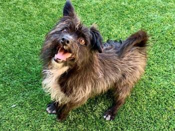 Terrier and Mixed Breed Dogs Available for Adoption in Moreno Valley, California - RAOUL | PetCurious
