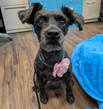 Maizey -  Schnauzer Dog for Adoption in Logan, Utah - Maizey | PetCurious