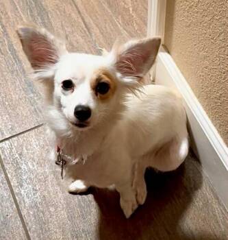 Rescue Chihuahua and Jack Russell Terrier Dogs for Adoption in Grass Valley, California - Lily | PetCurious