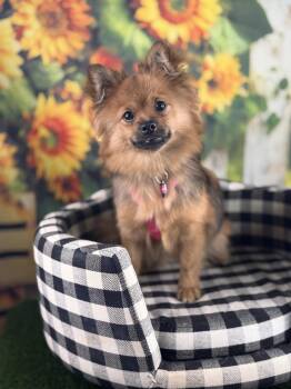 Linguine -  Pomeranian Dog for Adoption in Garland, Texas - Linguine | PetCurious