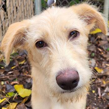 Rescue Standard Poodle and Labrador Retriever Dogs for Adoption in Grayslake, Illinois - Honeycomb | PetCurious