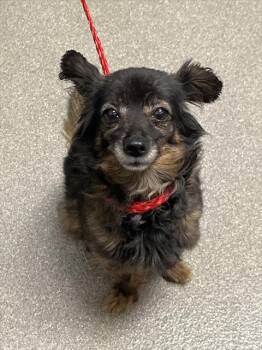 Rescue Chihuahua Dogs for Adoption in Las Vegas, Nevada - MUNIS | PetCurious