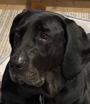 Jax -  Labrador Retriever Dog for Adoption in Indianapolis, Indiana - Jax | PetCurious