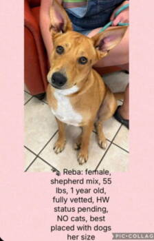 Rescue Retriever Dogs for Adoption in Holbrook, New York - REBA | PetCurious