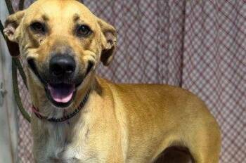 Lexi -  Black Mouth Cur and Mixed Breed Dog for Adoption in Westland, Michigan - Lexi | PetCurious