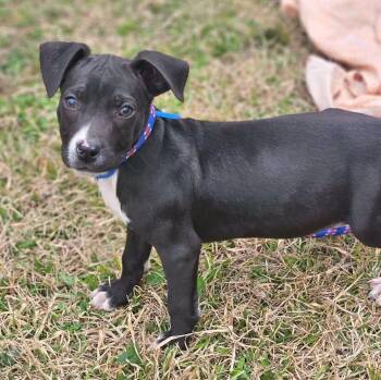 Boston Terrier and Chihuahua Dogs Available for Adoption - Orison Calligrace | PetCurious