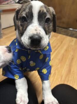 Mixed Breed Dogs Available for Adoption - Manny | PetCurious