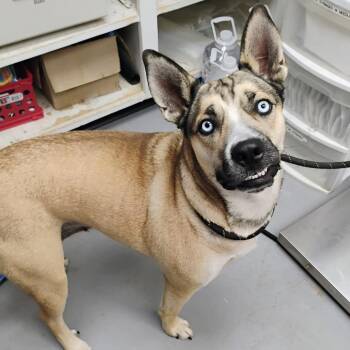 Marjorie -  Mixed Breed Dog for Adoption in Pauls Valley, Oklahoma - Marjorie | PetCurious