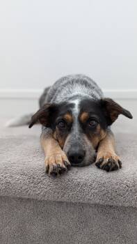 Rescue Cattle Dog Dogs for Adoption in Abbotsford, British Columbia - Maggie | PetCurious