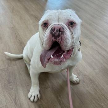 "Stanley" -  English Bulldog and Mixed Breed Dog for Adoption in Lyndhurst, Virginia - "Stanley" | PetCurious
