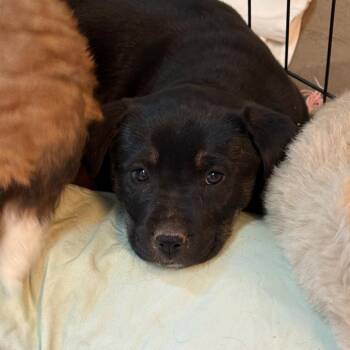 Mixed Breed Dogs Available for Adoption in Flagstaff, Arizona - Aioli | PetCurious