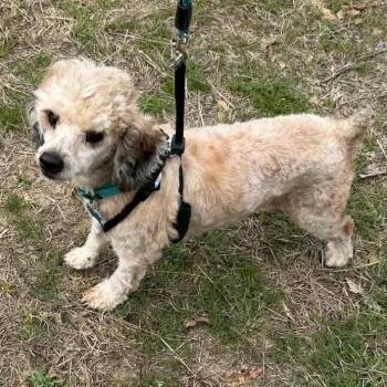 Poodle and Terrier Dogs Available for Adoption - Buddy | PetCurious