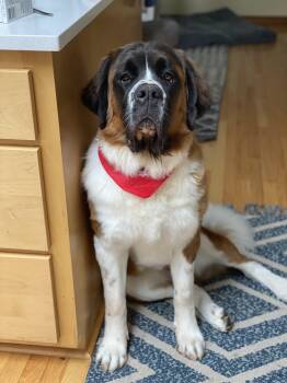 Saint Bernard Dogs Available for Adoption - Mavis | PetCurious