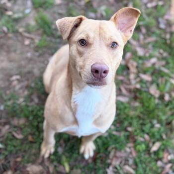Labrador Retriever Dogs Available for Adoption - Duchess | PetCurious