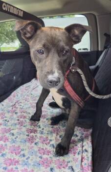 QUINN -  Pit Bull Terrier Dog for Adoption in Rochester, Indiana - QUINN | PetCurious