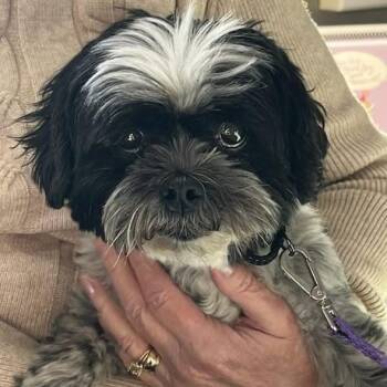 Shih Tzu Dogs Available for Adoption - Ellie | PetCurious