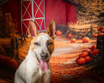 Rescue Fox Terrier and Mixed Breed Dogs for Adoption in Humble, Texas - Tate | PetCurious