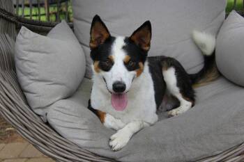 Jango -  Australian Cattle Dog Blue Heeler Dog for Adoption in Charlotte, North Carolina - Jango | PetCurious