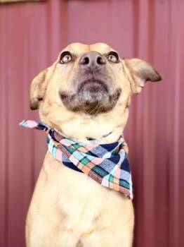 Shepherd Dogs Available for Adoption - Shasta | PetCurious