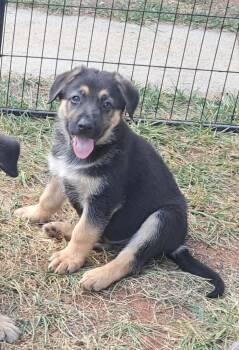 Rowan -  German Shepherd Dog Dog for Adoption in Winston-salem, North Carolina - Rowan | PetCurious