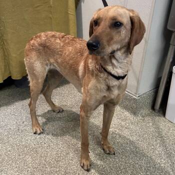 IVHS-Stray-140911 -  Coonhound Dog for Adoption in San Gabriel, California - IVHS-Stray-140911 | PetCurious
