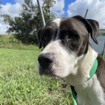 Jojo -  Mixed Breed Dog for Adoption in Lake Jackson, Texas - Jojo | PetCurious